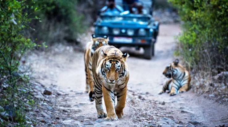 Ranthambore-National-Park-safari-2