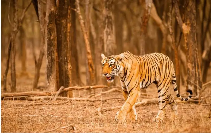 tiger