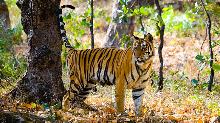 Bandhavgarh National Park