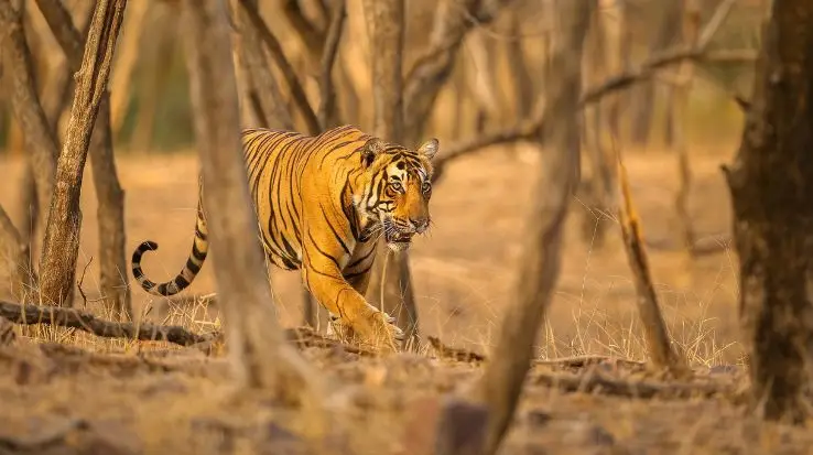 wildlife