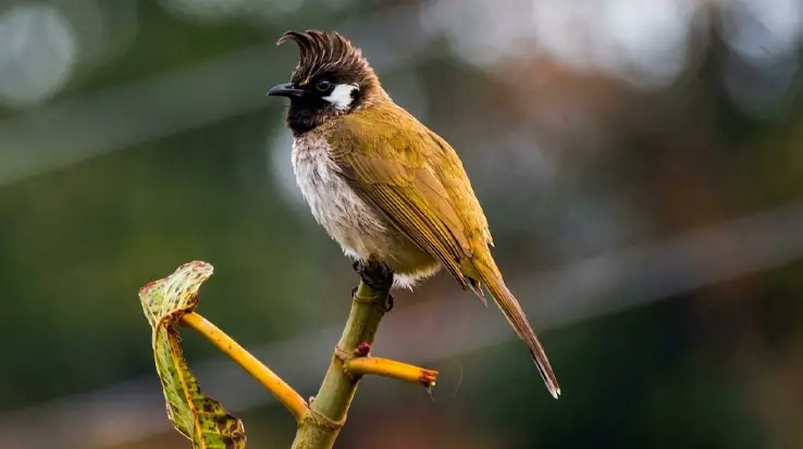 Himalayan Birdwatching in Pangot-1
