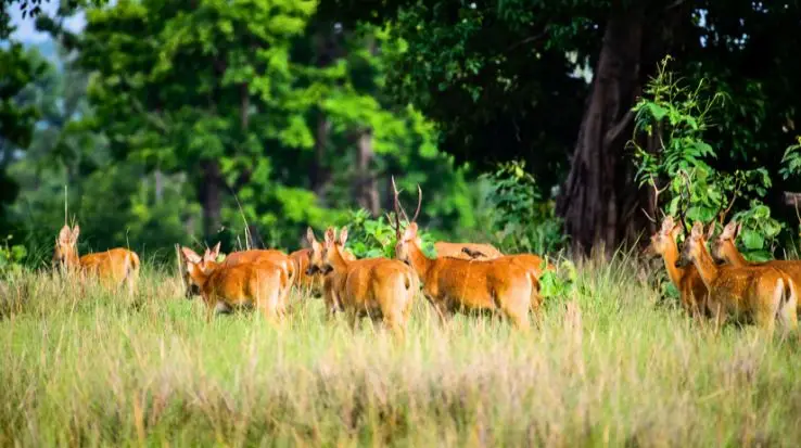 Kanha National Park