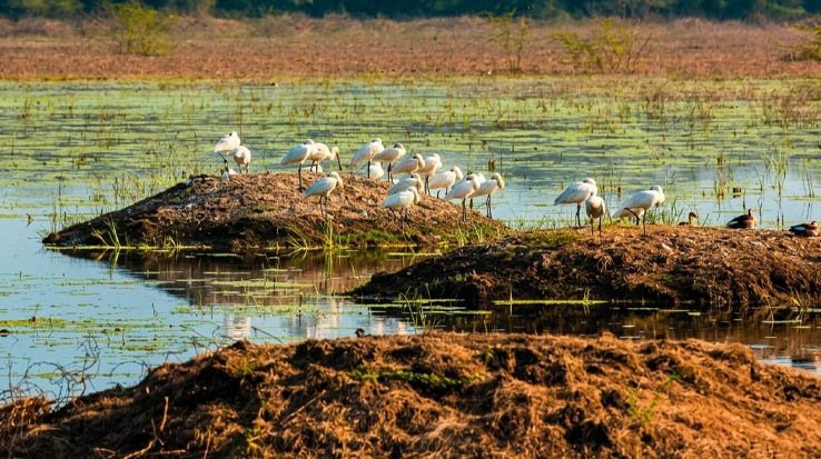 Keoladeo National Park, Bharatpur-1
