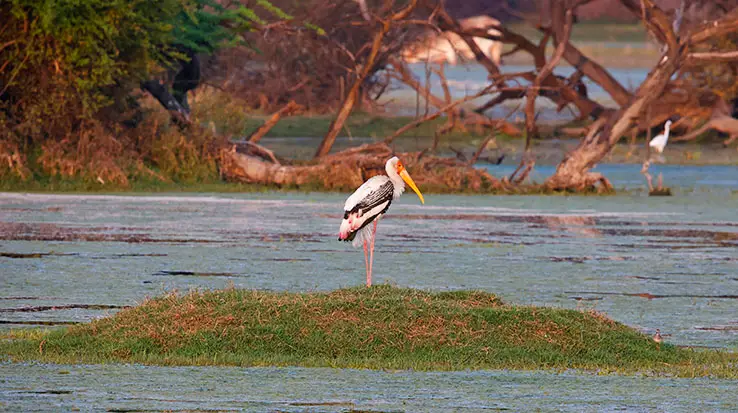 Kumarakom Bird Sanctuary