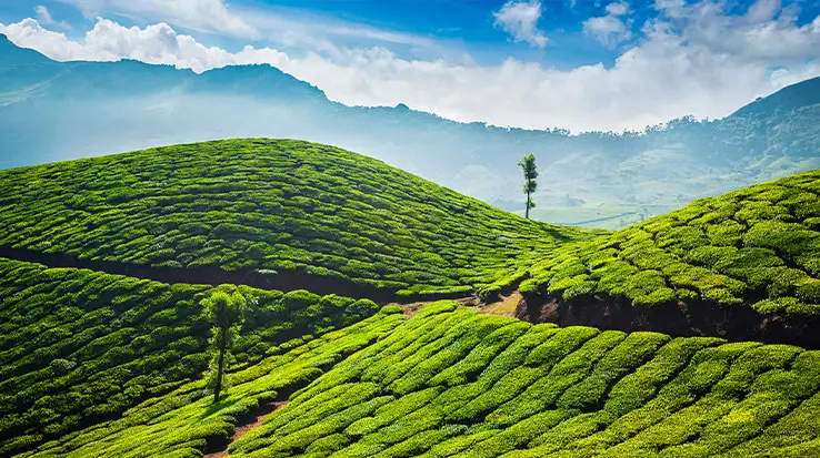 Munnar Tea Plantations
