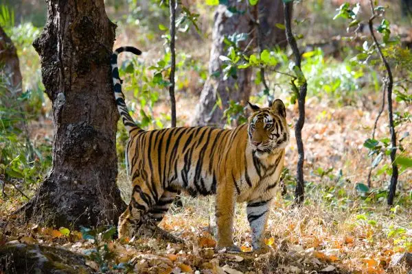 North India Wildlife & Cultural Tour