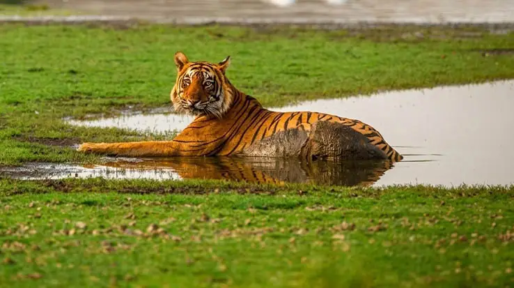 Ranthambhore National Park-1