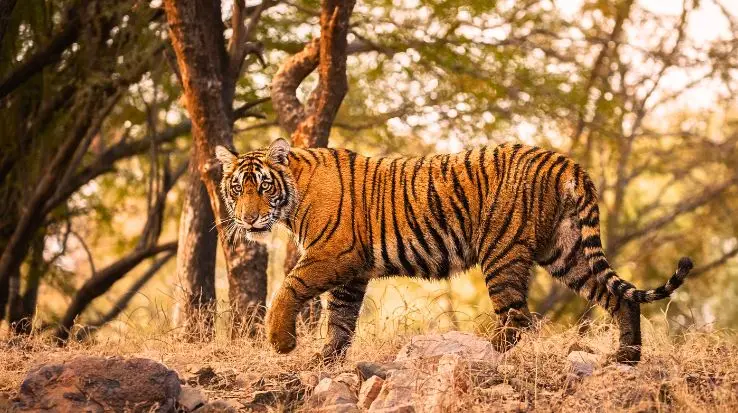 Ranthambore