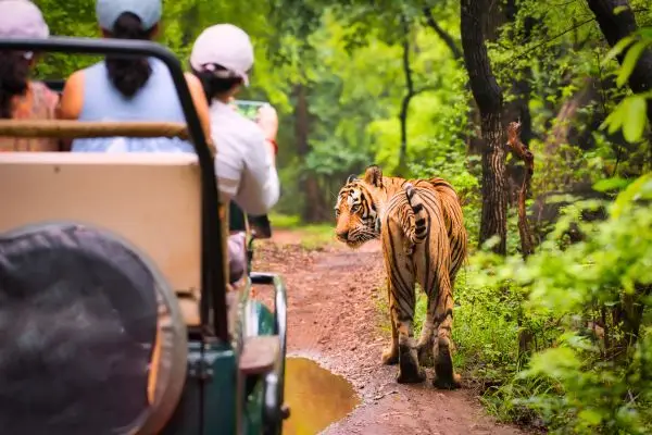 Taj Mahal And Tiger Safari In North India