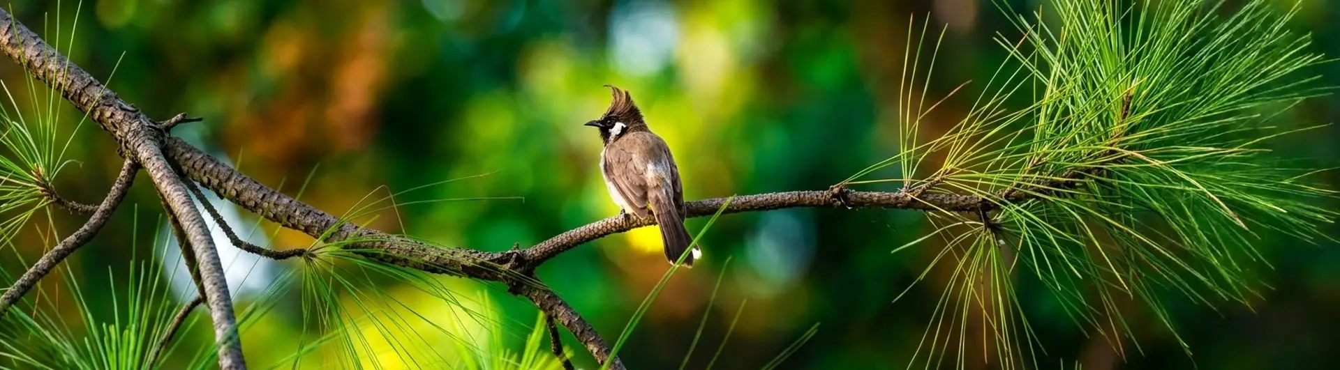 bird-watching-3-banner
