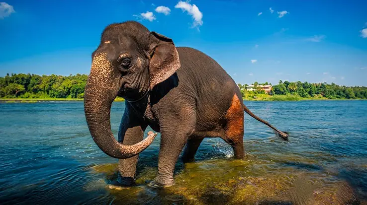 elephant-1