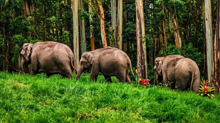 elephant-2
