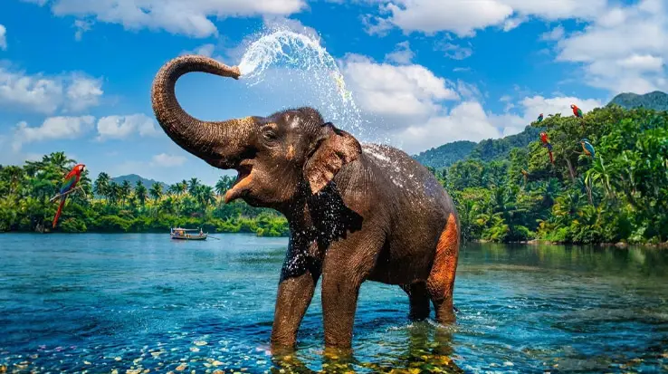 elephant-3