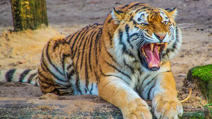 ranthambore-1