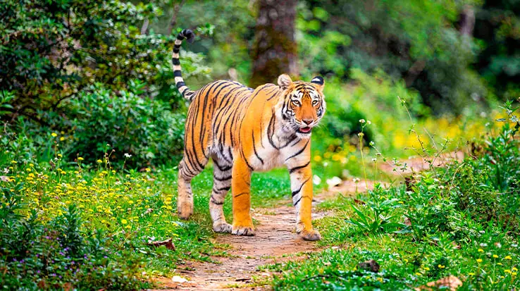 ranthambore-2