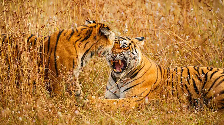 ranthambore-3