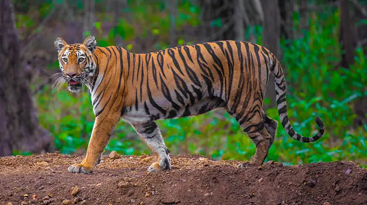 ranthambore-4
