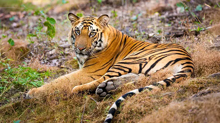 ranthambore-5