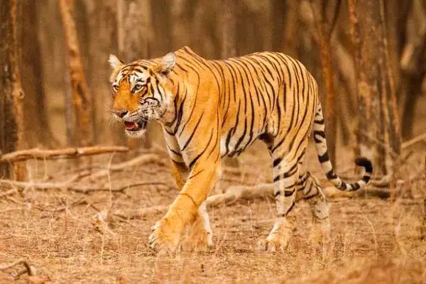 ranthambore-6