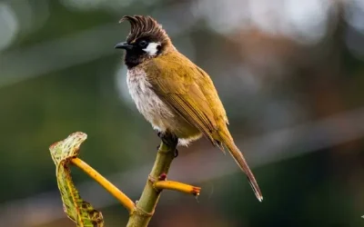 Himalayan Birdwatching in Pangot