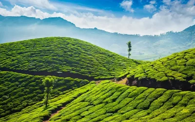 Munnar Tea Plantations
