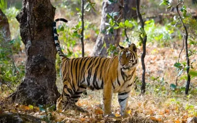 North India Wildlife & Cultural Tour