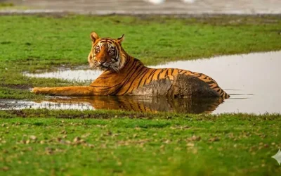 Ranthambhore National Park