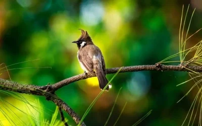 bird-watching-3-banner