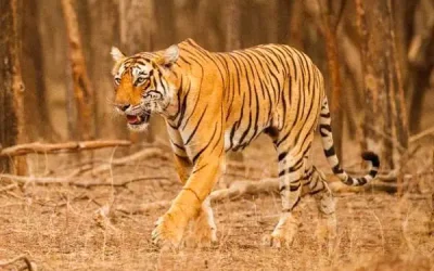 ranthambore-6